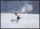 "Fallow Deer In The Frozen Winter Landscape"  by Allan Wallberg, 31x21"