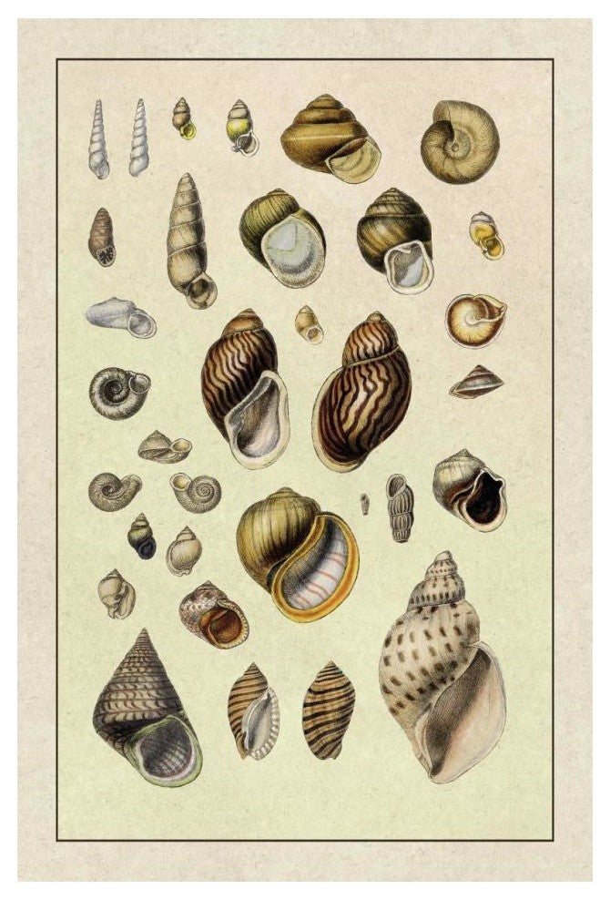 "Shells: Sessile Cirripedes #2" Digital Paper Print by G.B. Sowerby, 14"x20"