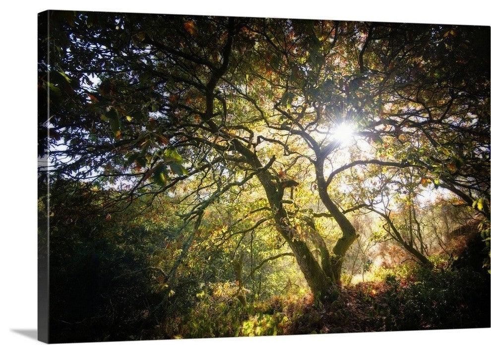 "Light" Wrapped Canvas Art Print, 24"x16"x1.5"