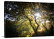 "Light" Wrapped Canvas Art Print, 24"x16"x1.5"