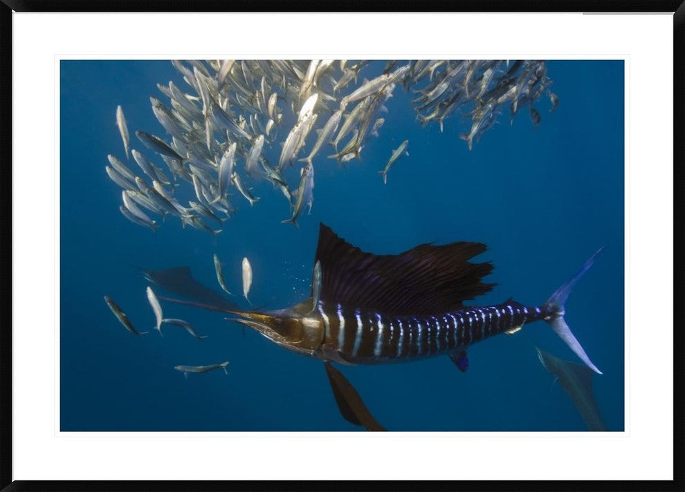 Atlantic Sailfish Hunting Round Sardinella, Isla Mujeres, Mexico, 42"x30"