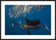 Atlantic Sailfish Hunting Round Sardinella, Isla Mujeres, Mexico, 42"x30"