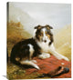 "A Collie, The Guardian of The Flock" Artwork, 24" x 30"