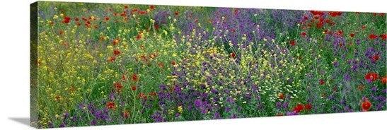 "Wildflowers El Escorial Spain" Canvas Art, 60"x20"x1.25"