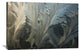 "Frost Crystal Patterns On Glass, Ross Sea, Antarctica" Artwork, 36" x 24"