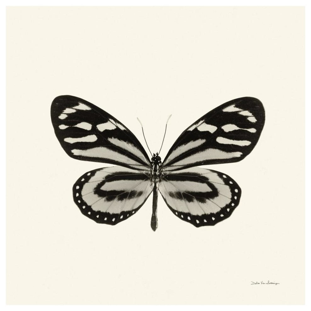 "Butterfly VIII - BW" Digital Paper Print by Debra Van Swearingen, 20"x20"