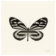 "Butterfly VIII - BW" Digital Paper Print by Debra Van Swearingen, 20"x20"