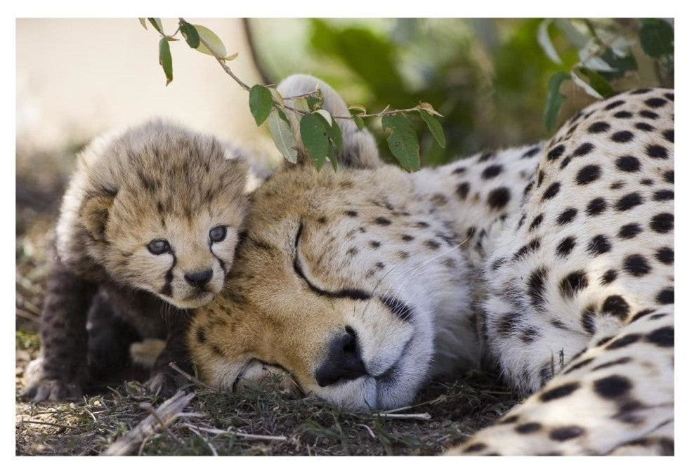 "Cheetah mother and seven day old cub, Maasai Mara Reserve" Paper Art, 32"x22"