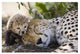 "Cheetah mother and seven day old cub, Maasai Mara Reserve" Paper Art, 32"x22"