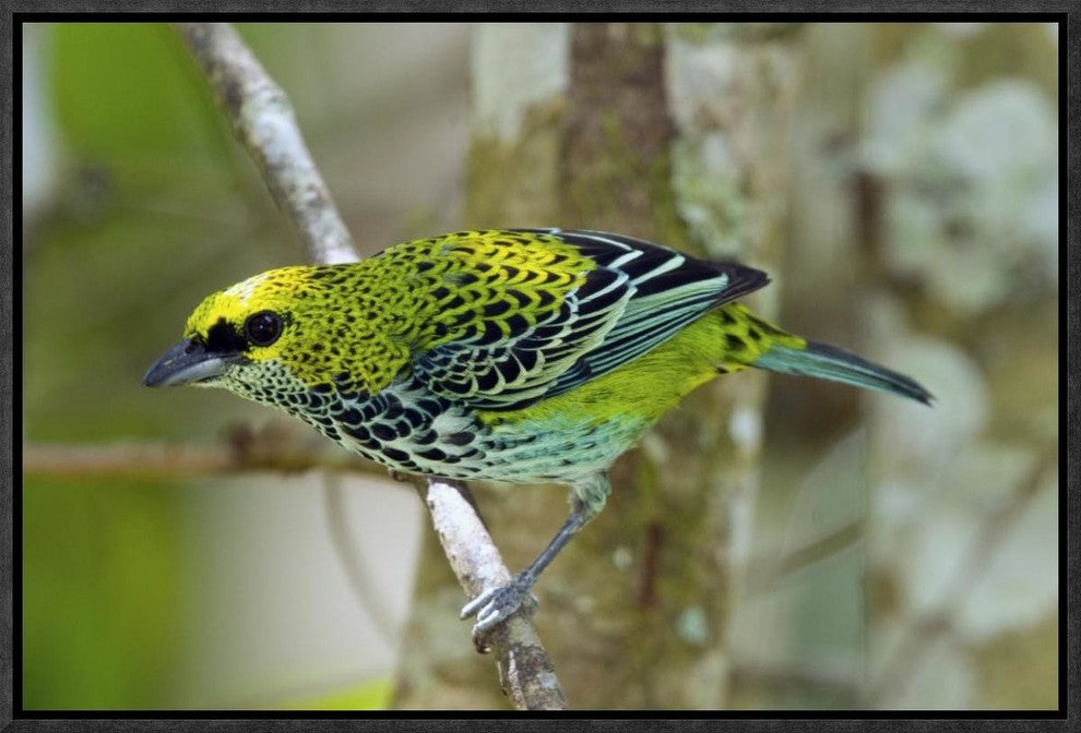 "Speckled Tanager, Costa Rica" Framed Canvas Giclee by Steve Gettle, 19x13"