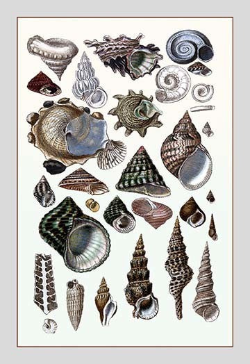 Shells: Trachelipoda #3- Gallery Wrapped Canvas Art 28" x 42"