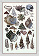 Shells: Trachelipoda #3- Gallery Wrapped Canvas Art 28" x 42"