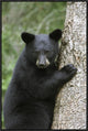 Black Bear Cub In Tree Safe From Danger, Orr, Minnesota, 20"x30"