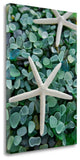 21" Two Starfish and Green Seaglass Giclee Wrap Canvas Wall Art