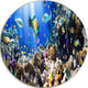 Coral Colony And Coral Fish, Seascape Photo Disc Metal Wall Art, 23"