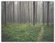 Foggy Dense Forest with Grass, Modern Forest Canvas Art, 36x28, 3 Panels