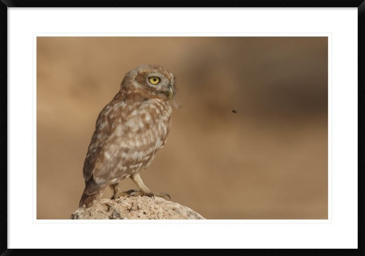 "Owl Vs Bee" Framed Digital Print by Assaf Gavra, 38"x26"