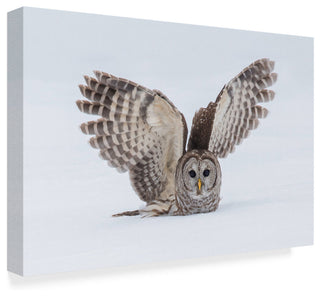 Salman A 'How Do You Like My Wings' Canvas Art, 24"x16"