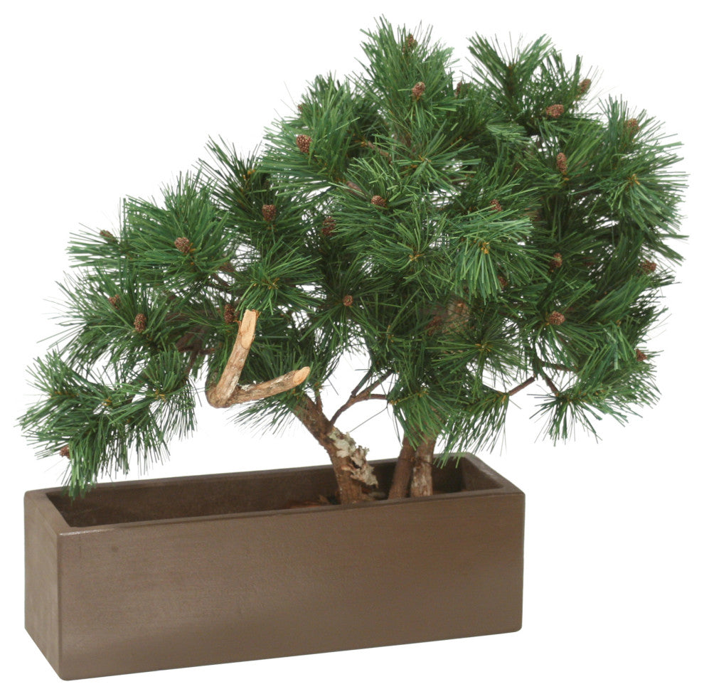Pine Bonsai In Brown Rectangular Planter