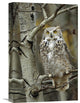 "Great Horned Owl Pale Form, Perched In Tree, Alberta, Canada" Artwork