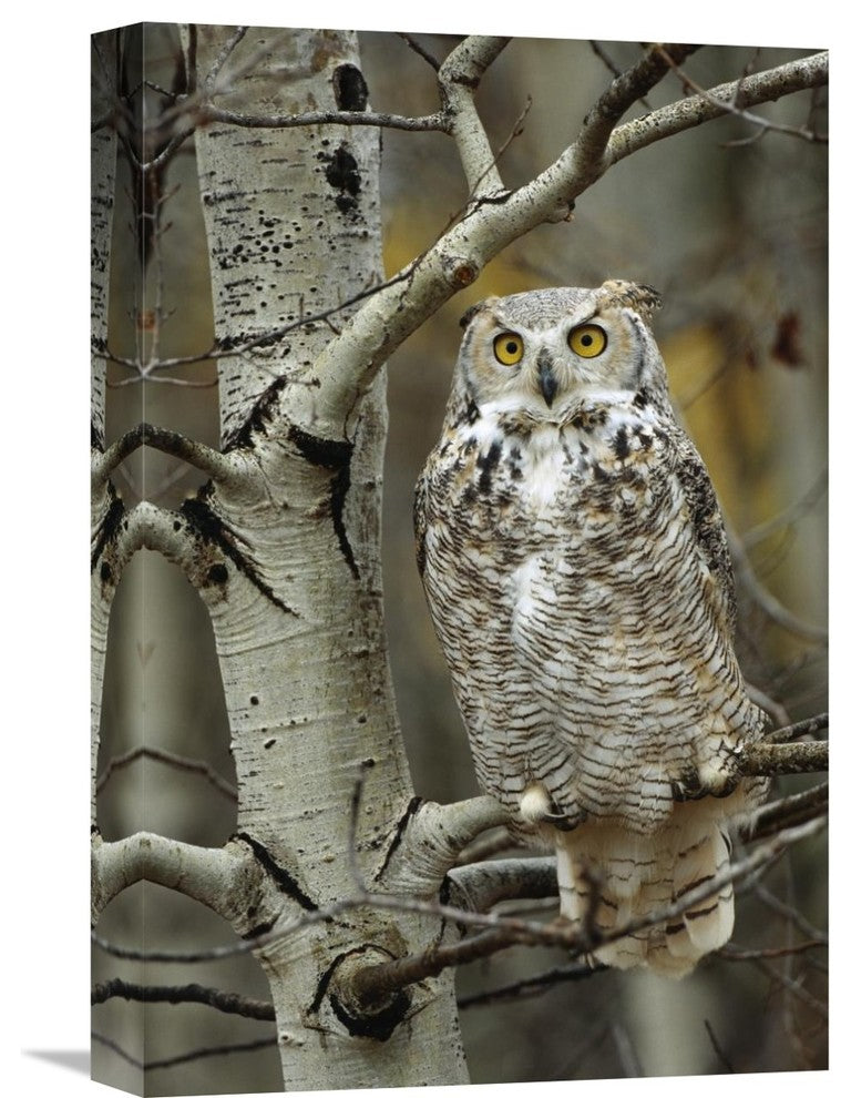 "Great Horned Owl Pale Form, Perched In Tree, Alberta, Canada" Artwork