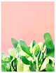 Ready2HangArt 'Heat Rise' Wrapped Canvas Succulent Wall Art, 30"x20"