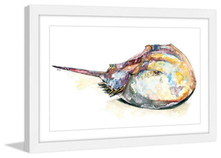 "Horseshoe Crab" Framed Print by Rachel Byler