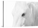 "A Rare Breed" Wrapped Canvas Art Print, 36"x24"x1.5"