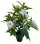 17.25" Creamy White and Pink Decorative Artificial Blooming Potted Peony Plant