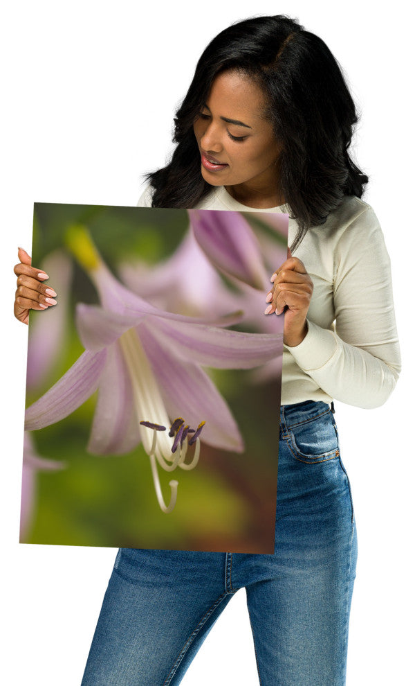 Close-up Hosta Bloom Nature Photography, Floral Unframed Wall Art Print, 12" X 16"