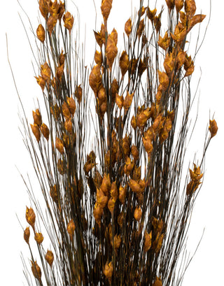 Vickerman 15-20" Natural Bell Grass with Seed Pods, Preserved, Aspen Gold, 36-40"
