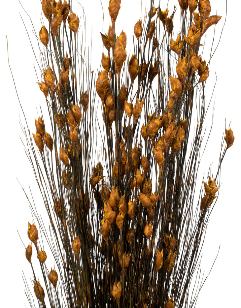 Vickerman 15-20" Natural Bell Grass with Seed Pods, Preserved, Aspen Gold, 36-40"