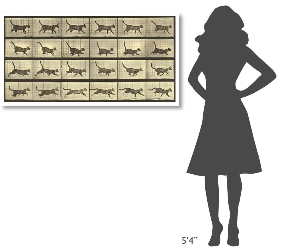 "Motion Study: Running Cat" Paper Print by Eadweard J. Muybridge, 50"x26"