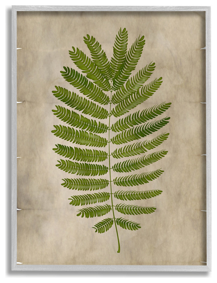 Plant Drawing Parchment Green Design, 11"x14", Gray Frame