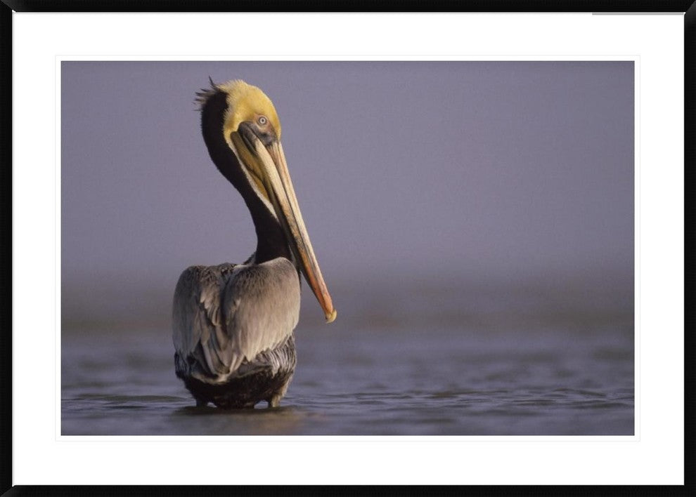 "Brown Pelican adult portrait, Texas"  by Tim Fitzharris, 44x32"