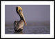"Brown Pelican adult portrait, Texas"  by Tim Fitzharris, 44x32"