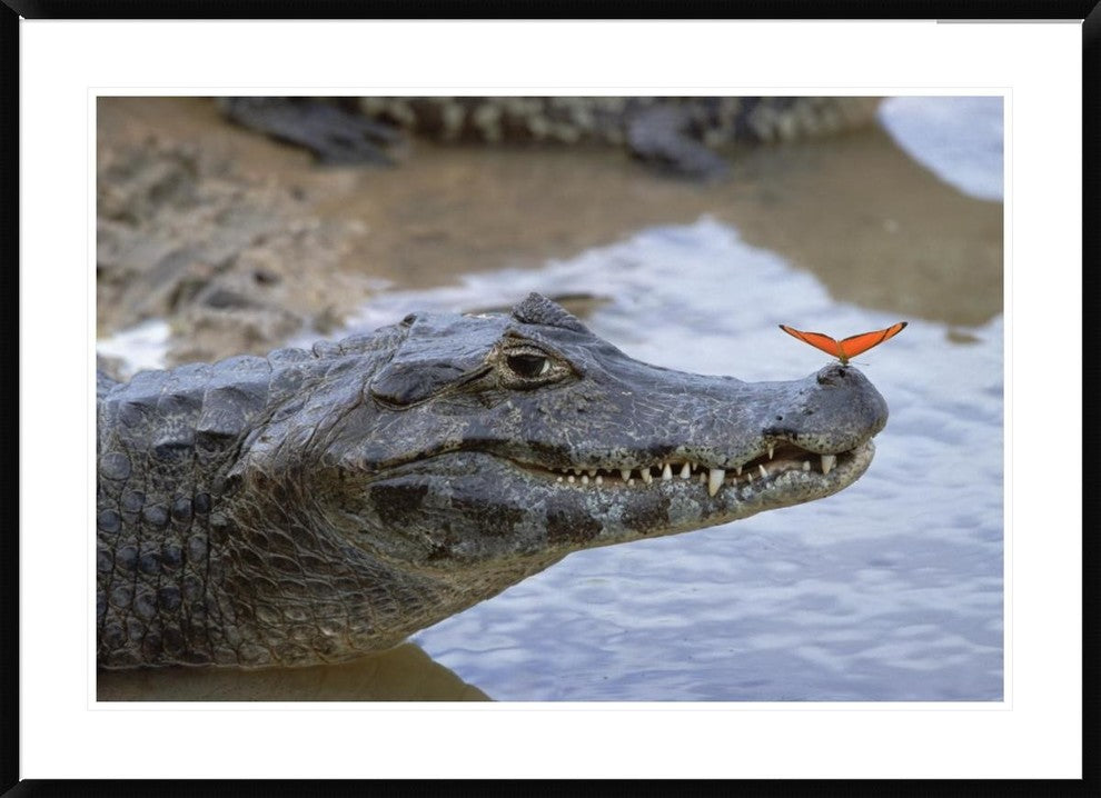 Spectacled Caiman With Orange Butterfly, Pantanal,  Brazil, 42"x30"