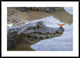 Spectacled Caiman With Orange Butterfly, Pantanal,  Brazil, 42"x30"