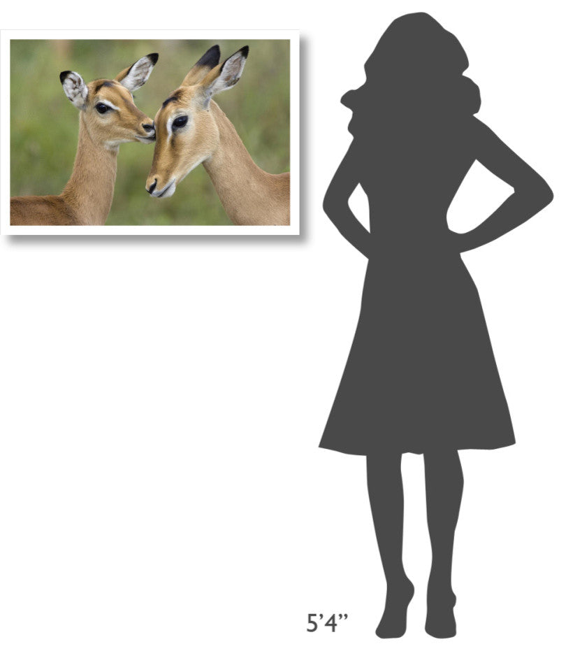 "Impala fawn grooming mother, Serengeti National Park" Paper Art, 32"x22"