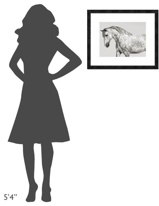 "Leia, Andalusian Pony" Framed Digital Print by Pangea Images, 24x20"
