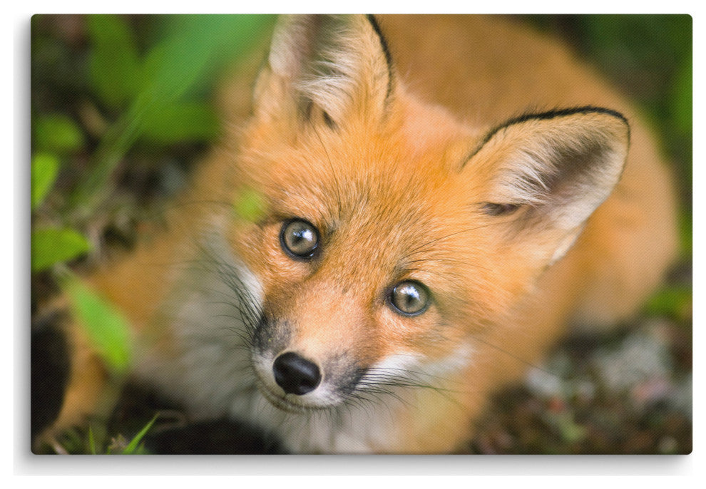 Young Red Fox Face Animal Wildlife Nature Photograph Canvas Wall Art Prints, 24" X 36"