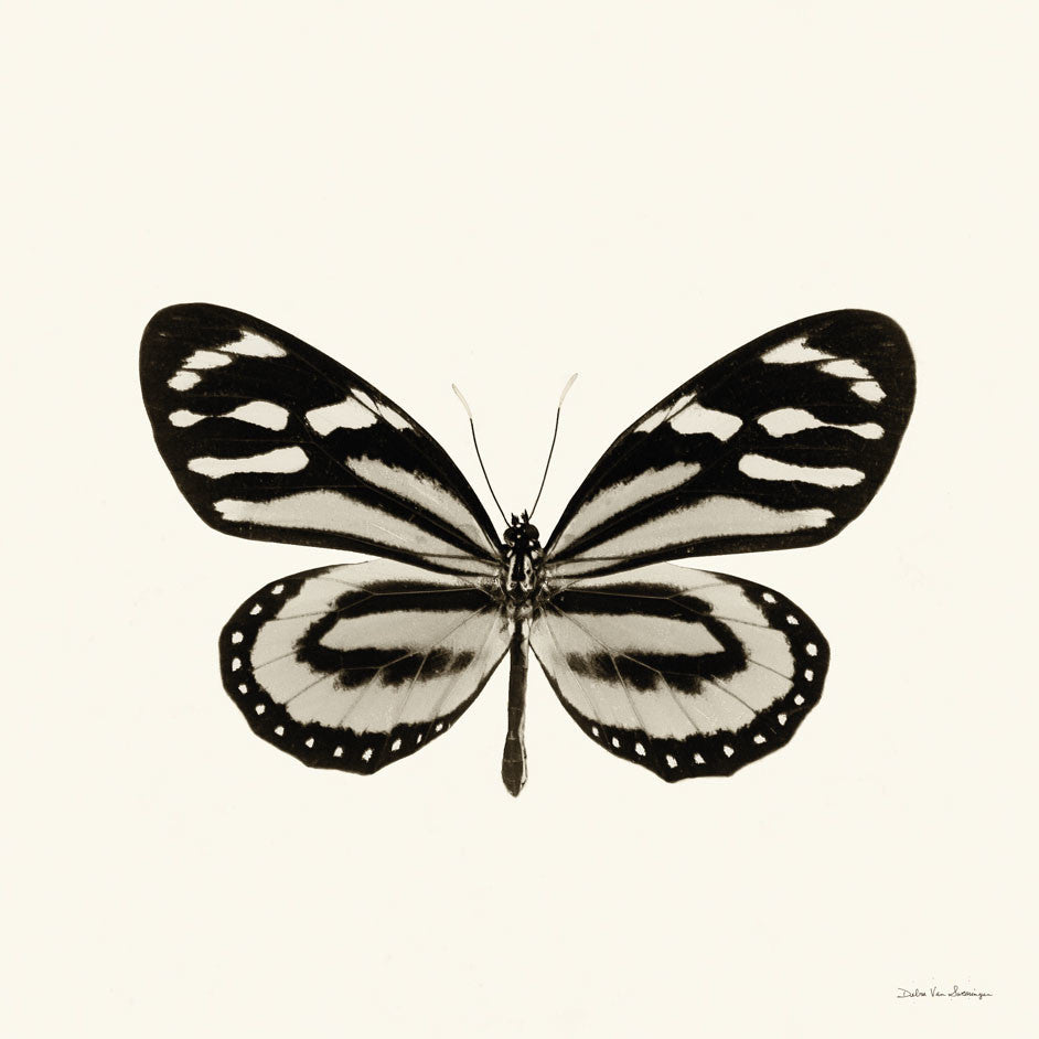 "Butterfly Viii Bw Crop" Art Block Framed Canvas, 30"x30"