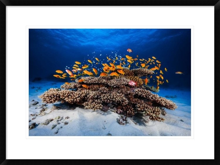 "Marine Life" Framed Digital Print by Barathieu Gabriel, 30x22"