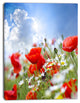 Lovely Red Poppies on Sky Background, Floral Canvas Art Print, 12"x20"