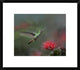 Rufous-Tailed Hummingbird At Fairy Duster Flower, Costa Rica, 20"x17"
