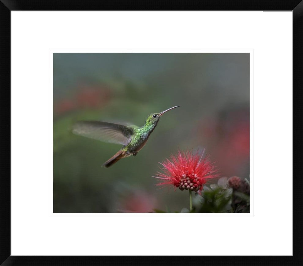 Rufous-Tailed Hummingbird At Fairy Duster Flower, Costa Rica, 20"x17"
