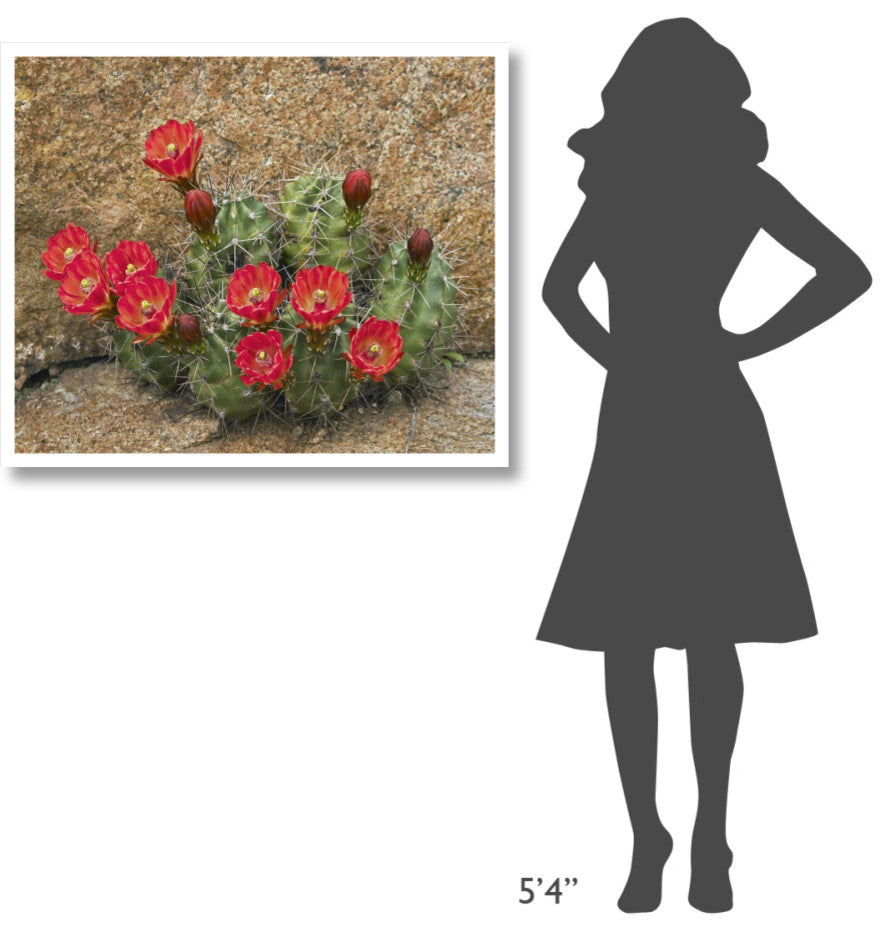 "Claret Cup Cactus flowering, Utah" Paper Print by Tim Fitzharris, 38"x32"
