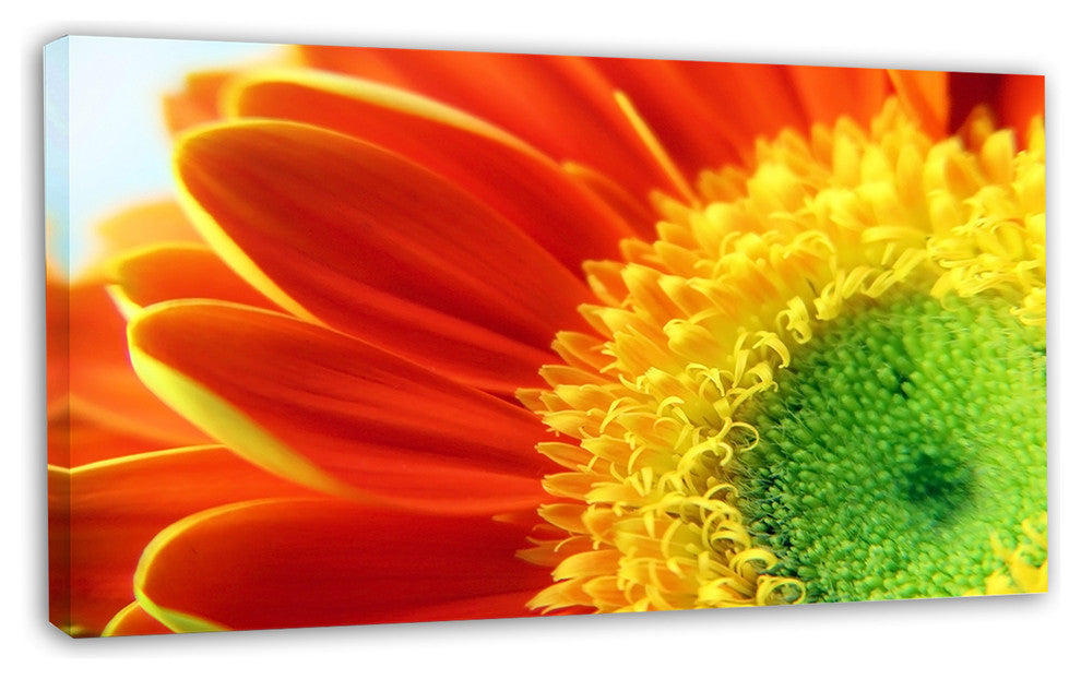 Gerber Daisy Flower Petals, Floral Canvas Art Print, 32"x16"