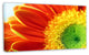 Gerber Daisy Flower Petals, Floral Canvas Art Print, 32"x16"
