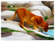"Lioness" by Ata Alishahi, Canvas Art, 47"x35"